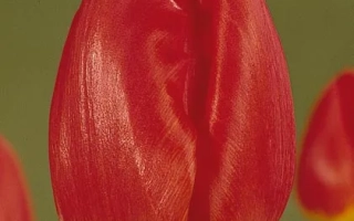 Бэнни Нейман