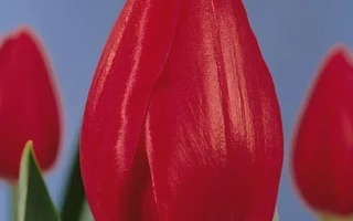 Бинг Кросби