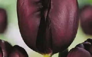 Тёмно-бордовые тюльпаны сорта Black Star на зелёном фоне - Блэк Стар