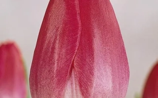 Красно-розовый тюльпан на белом фоне - Бленда