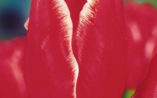 Крупный план красного тюльпана сорта Блоссом Тайм