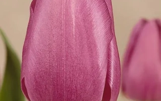 Тюльпан сорта Blue Beauty на фоне - Блу Бюти