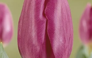 Тюльпан сорта Блу Чемпион на зелёном фоне