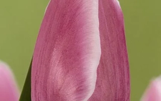 Тюльпан сорта Блу Айсес на зелёном фоне