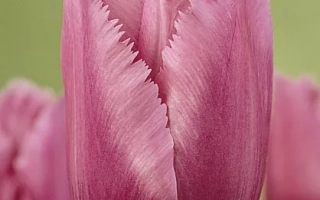 Розовый тюльпан сорта Blue Heron на зелёном фоне - Блу Херон