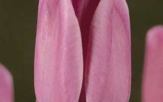 Розовый тюльпан сорта Blue Pearl на темном фоне - Блуэ Пэарл