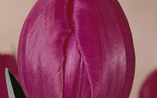 Тюльпан сорта Blue Ribbon на фоне - Блуэ Риббон