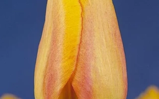 Тюльпан сорта Блушинг Апэлдоорн на синем фоне