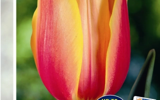 Пакет семян тюльпанов Blushing Beauty - Блушинг Бюти