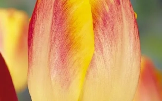 Тюльпан с красно-желтыми лепестками на фоне других цветов - Бодигуард