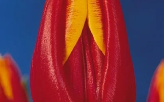 Красный тюльпан с желтым центром на синем фоне - Боливиа