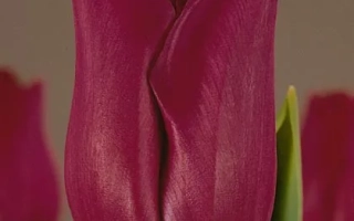 Тюльпан бордо на фоне - Бордэукс
