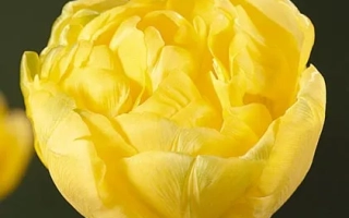 Желтый тюльпан на темном фоне - Боулэ д'Ор