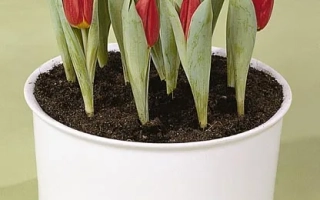 Красные тюльпаны в белом горшке - Бриллиант Стар