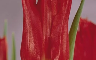 Красный тюльпан на фоне - Калибра