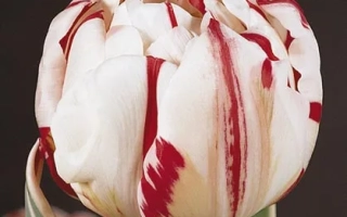 Карнавал де Ніцца