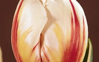 Карнавал де Рио