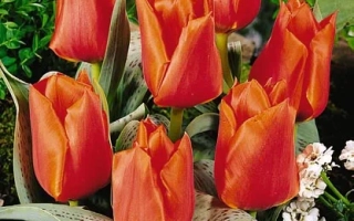 Каса Грандэ