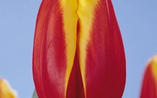 Тюльпан Каса Нова с красно-желтыми лепестками на фоне неба