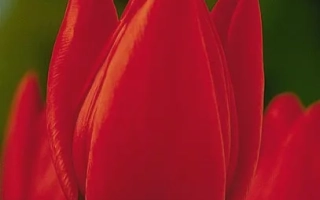 Красные тюльпаны на зелёном фоне - Кассини