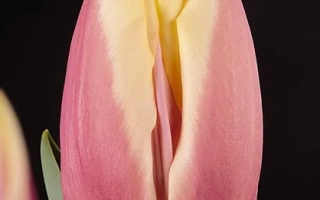 Тюльпан сорта Каталина на черном фоне