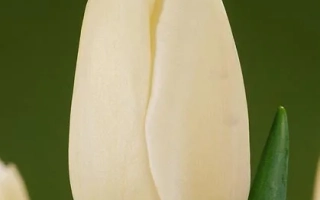 Белый тюльпан на зелёном фоне - Катерина