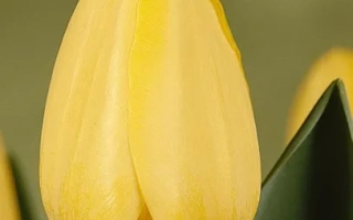 Желтый тюльпан на фоне зелени - Киис Плаг