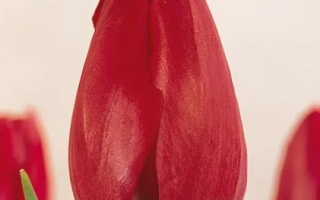 Красный тюльпан сорта Celebration на светлом фоне - Селебрайшен