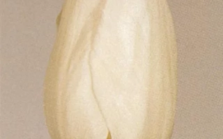 Белый тюльпан сорта Сэнтерфолд