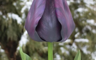 Тюльпан сорта Черный Принц на снежном фоне