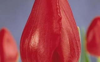 Красный тюльпан на фоне других цветов - Чарлэс