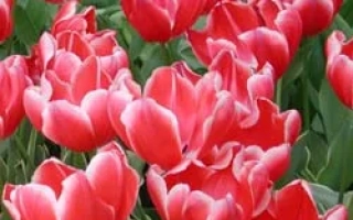 Красные тюльпаны сорта Чармьор на фоне зелени - Чармэур