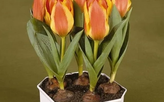 Тюльпаны сорта Чармэусэ в белом горшке на зелёном фоне