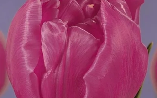 Розовый тюльпан на фиолетовом фоне - Чато