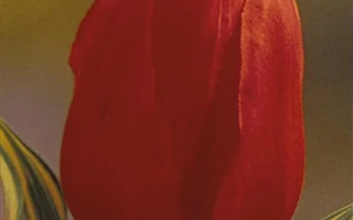 Красный тюльпан на фоне с листьями - Чеарлиадер