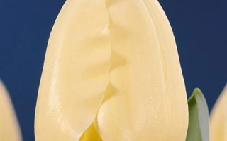 Белый тюльпан на синем фоне - Чирс