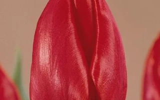 Красный тюльпан на нейтральном фоне - Чэироса