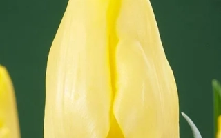 Желтый тюльпан на зеленом фоне - Чэрида