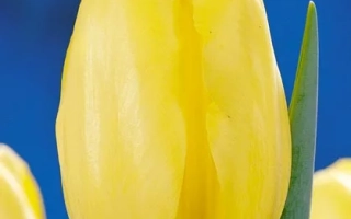 Желтый тюльпан на синем фоне - Чероки