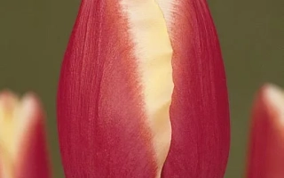 Крупный план красного тюльпана с желтой полосой на лепестке на размытом фоне - Чиэфтаин