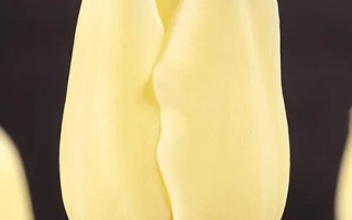 Сити оф Ванкувэр