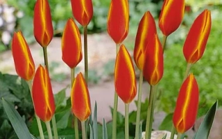 Клузиана вар. кризанта "Тубэргэн'с Гэм"