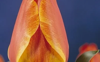 Orange-yellow tulip on blue background - Compostella