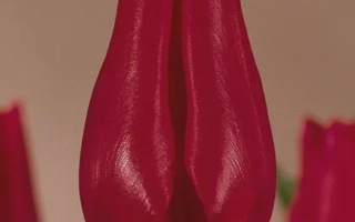 Красный тюльпан на фоне других цветов - Коринас Чойз