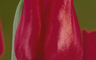 Красный тюльпан Коринна на зелёном фоне