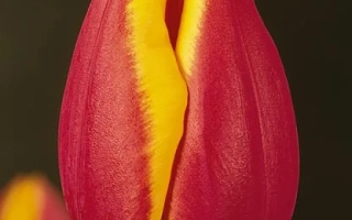 Крупный план красного тюльпана с желтой полосой на лепестках - Кориолан