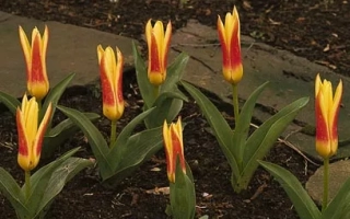 Тюльпаны сорта Корона на клумбе