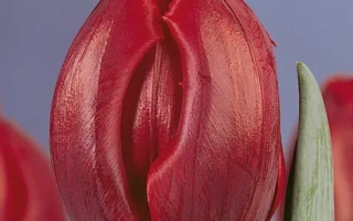 Крупный план красного тюльпана сорта Корридор на фоне голубого неба.