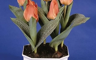 Тюльпаны Корсаж в белом горшке на синем фоне