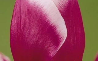 Тюльпан розово-белого цвета на зелёном фоне - Крекер